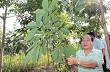 Phát triển cao su đại điền tại miền núi phía Bắc: Làm đúng quy trình sẽ góp phần xóa đói giảm nghèo     